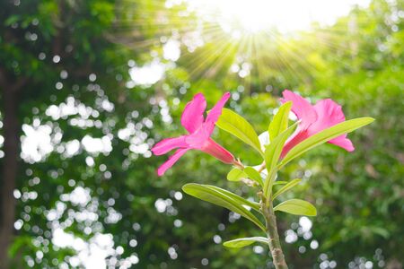 Pink and White flowers and sunshineの写真素材