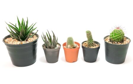 Cactus Potted plants on a white background.の写真素材