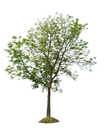 nature tree on white background of Isolatedの写真素材