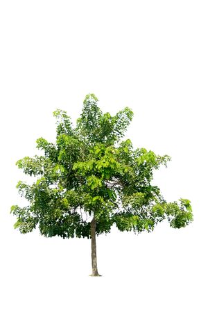 nature tree on white background of Isolatedの写真素材