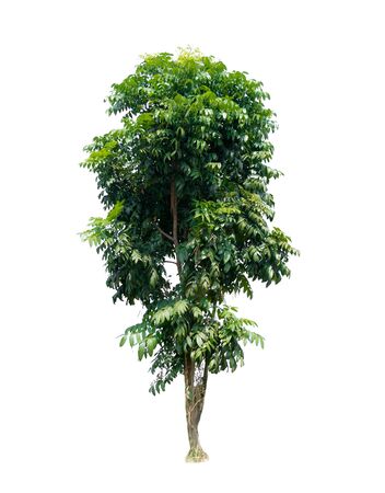 nature tree on white background of Isolatedの写真素材