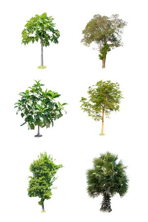 Collection trees on white background of isolatedの写真素材