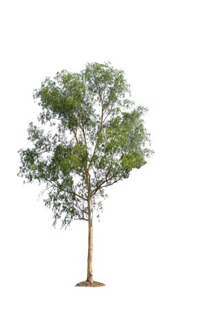 nature tree on white background of Isolatedの写真素材