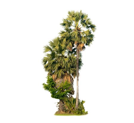nature tree on white background of Isolatedの写真素材