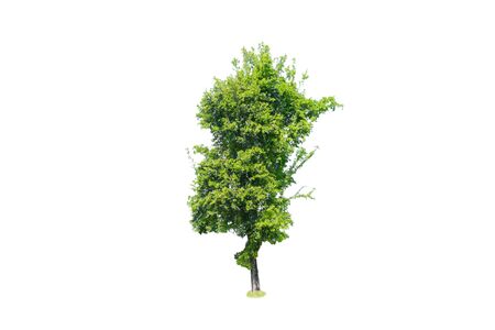 nature tree on white background of Isolatedの写真素材