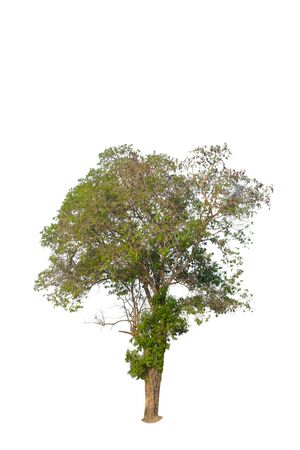 nature tree on white background of Isolatedの写真素材
