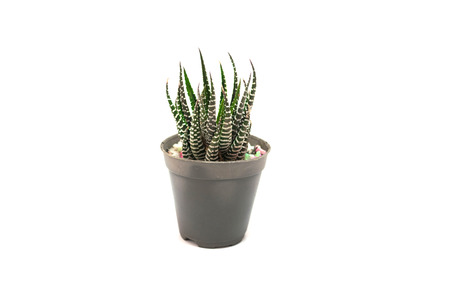 Cactus Potted plants on a white backgroundの写真素材