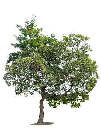 nature tree on white background of Isolatedの写真素材