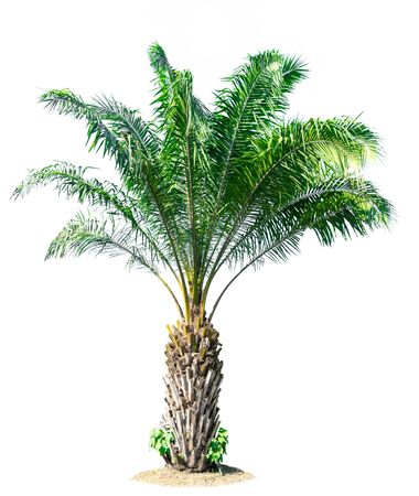 nature tree on white background of Isolatedの写真素材