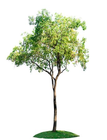 nature tree on white background of Isolatedの写真素材