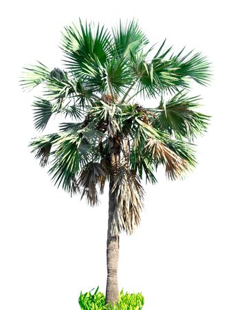 nature tree on white background of Isolatedの写真素材