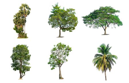 Collection trees on white background of isolatedの写真素材