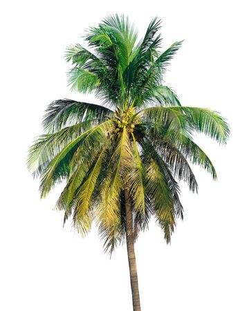 nature tree on white background of Isolatedの写真素材