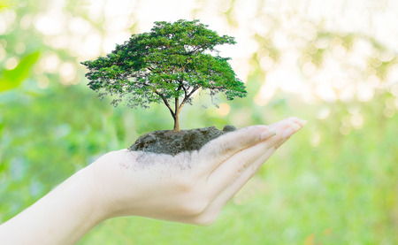 Ecology concept Human hands holding big plant with on blurred sunset background,World Environment Dayの写真素材