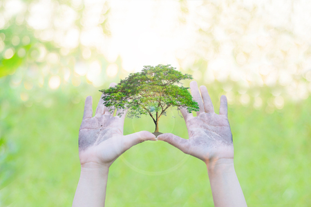 Ecology concept Human hands holding big plant with on blurred sunset background,World Environment Dayの写真素材
