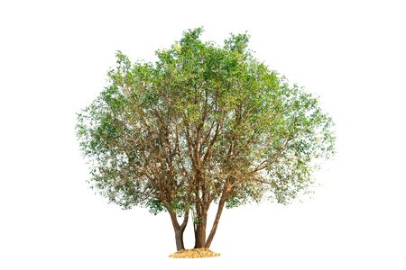 tree on white background of isolatedの写真素材