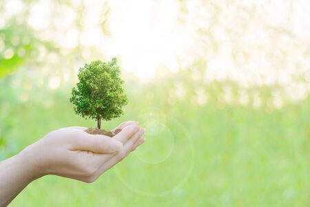 Ecology concept Human hands holding big plant with on blurred sunset background,World Environment...