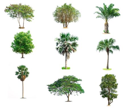 Collection trees on white background of isolatedの写真素材