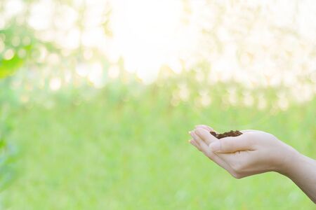 Ecology concept Human hands holding big plant with on blurred sunset background,World Environment Dayの写真素材