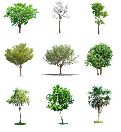 nature tree on white background of Isolatedの写真素材