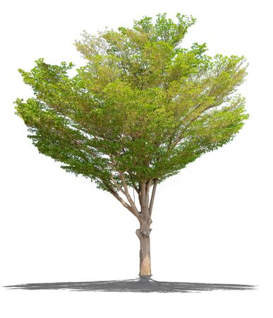 nature tree on white background of Isolatedの写真素材