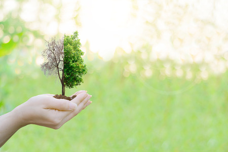 Ecology concept Human hands holding big plant with on blurred sunset background,World Environment Dayの写真素材