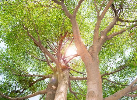trees forest, nature green wood sunlight backgrounds.の写真素材