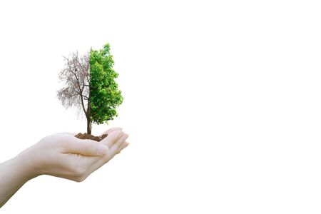 Ecology concept Human hands holding big plant with on blurred sunset background,World Environment Dayの写真素材