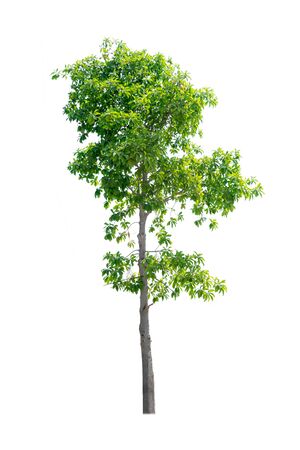 nature tree on white background of Isolatedの写真素材