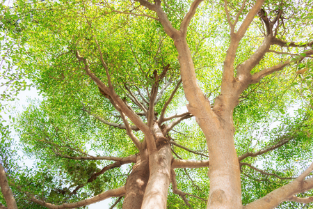 trees forest, nature green wood sunlight backgrounds.の写真素材