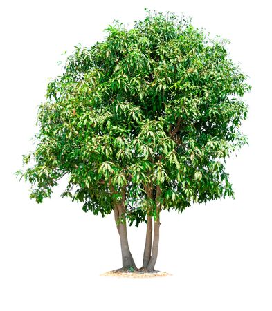 nature tree on white background of Isolatedの写真素材