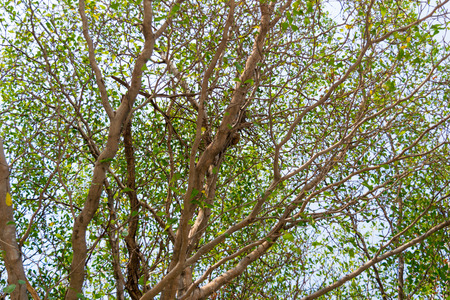 trees forest, nature green wood sunlight backgrounds.の写真素材