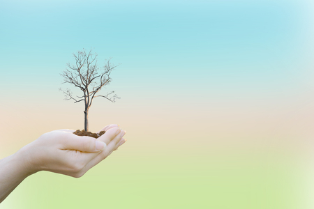 Ecology concept Human hands holding big plant with on blurred sunset background,World Environment Dayの写真素材