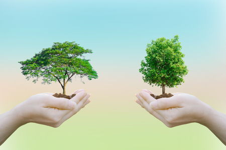 Ecology concept Human hands holding big plant with on blurred sunset background,World Environment Dayの写真素材
