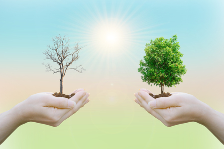 Ecology concept Human hands holding big plant with on blurred sunset background,World Environment Dayの写真素材