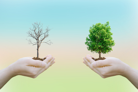 Ecology concept Human hands holding big plant with on blurred sunset background,World Environment Dayの写真素材