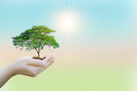 Ecology concept Human hands holding big plant with on blurred sunset background,World Environment Dayの写真素材