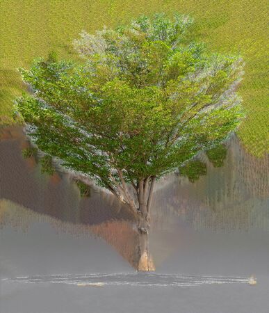 tree nature on white background of Isolatedの写真素材