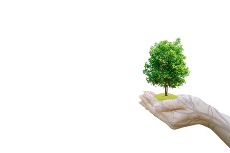Ecology concept Human hands holding big plant with on blurred sunset background,World Environment Dayの写真素材