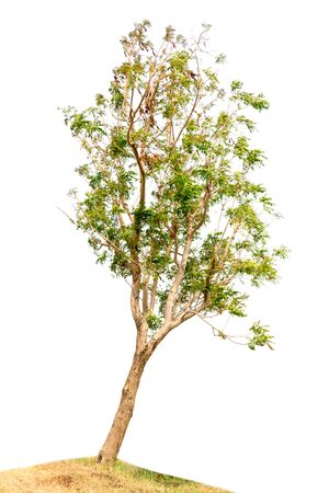 tree nature on white background of Isolatedの写真素材
