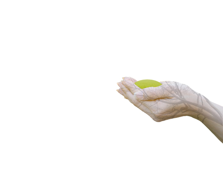 Double Exposure Ecology concept Human hands holding big plant tree with on blurred sunset background,World Environment Day,の写真素材