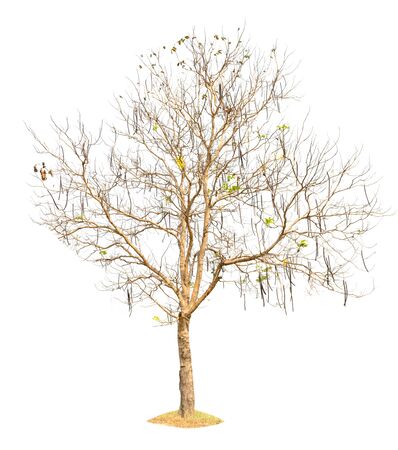 tree nature on white background of Isolatedの写真素材