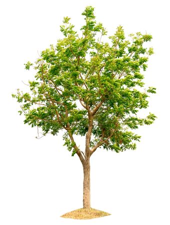 tree nature on white background of Isolatedの写真素材