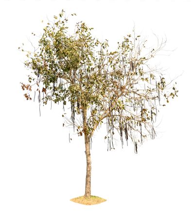 tree nature on white background of Isolatedの写真素材