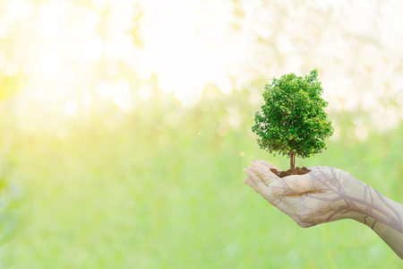 Double Exposure Ecology concept Human hands holding big plant tree with on blurred sunset background,World Environment Day,の写真素材