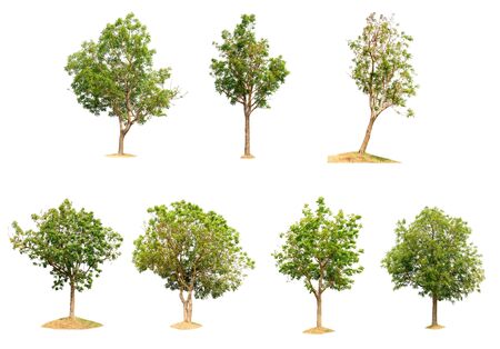Collection trees on white background of isolatedの写真素材