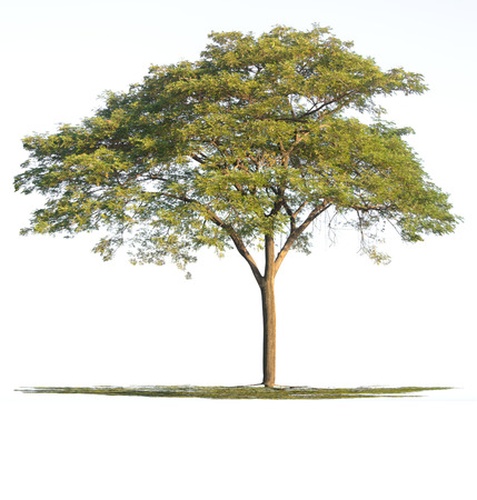tree nature on white background of Isolatedの写真素材
