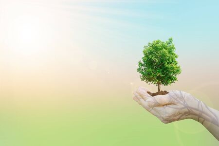 Double Exposure Ecology concept Human hands holding big plant tree with on blurred sunset background,World Environment Day,の写真素材