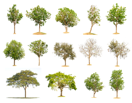 Collection trees on white background of isolatedの写真素材