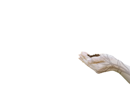 Double Exposure Ecology concept Human hands holding big plant tree with on blurred sunset background,World Environment Day,の写真素材